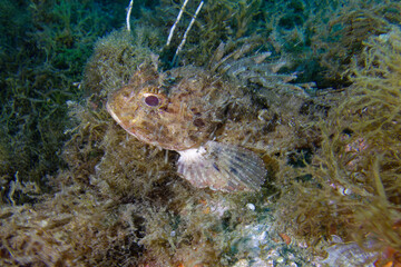 Black Scorpion-fish (Scorpaena porcus) in Mediterranean Sea
