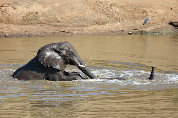 Afrikanischer Elefant im Mphongolo River/ African elephant in Mphongolo River / Loxodonta africana.