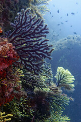 Purple gorgonian (Paramuricea clavata) in Mediterranean Sea