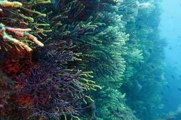 Purple gorgonian (Paramuricea clavata) in Mediterranean Sea