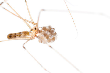 Daddy long-legs spider (Pholcus phalangioides) female with eggs on white background, Italy. - obrazy, fototapety, plakaty