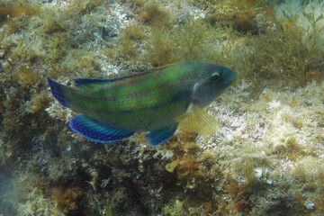 Male Peacock wrasse (Symphodus tinca) in Mediterranean Sea