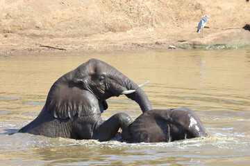 Afrikanischer Elefant im Mphongolo River/ African elephant in Mphongolo River / Loxodonta africana.