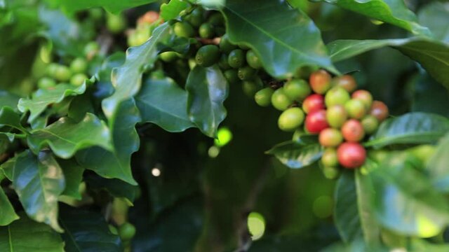 Coffee beans ripening, fresh coffee,red berry branch, industry agriculture on tree in North of thailand