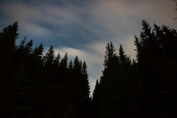 Trees in the mountains against the background of the starry sky