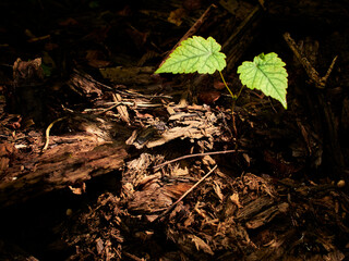 leaves on the ground
