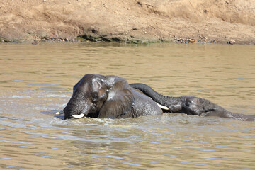 Afrikanischer Elefant im Mphongolo River/ African elephant in Mphongolo River / Loxodonta africana.