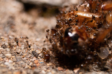 Ant