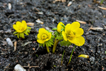 Erantis spring family of buttercup, growing in the city.
