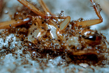 Ant