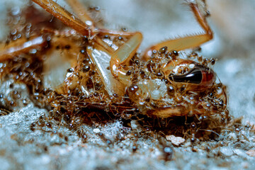 Ant 