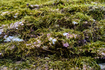 Texture of tree bark with moss use as natural background.