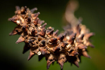 close up of a Flower