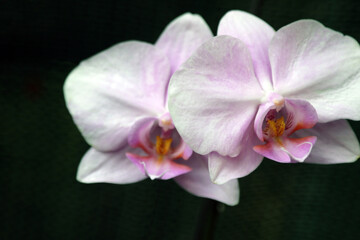 Naklejka na ściany i meble Elegant flower of a purple phalaenopsis orchid isolated on a black background.
