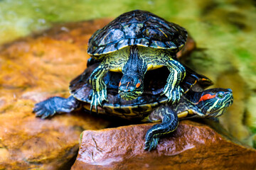 Red-eared Slider. Trachemys scripta elegans. Common slider Turtle wild animal.