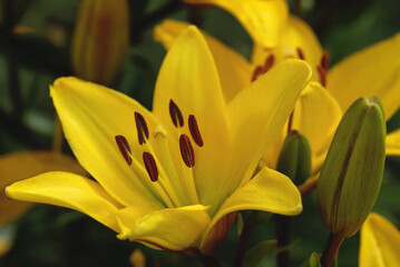 Yellow Saffron lily or Fire lily (Lilium bulbiferum ) in summer garden