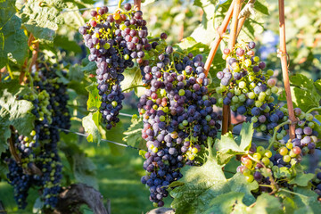 Ripe purple grapes. Vineyards at sunset light. Nature, winemaking concept.