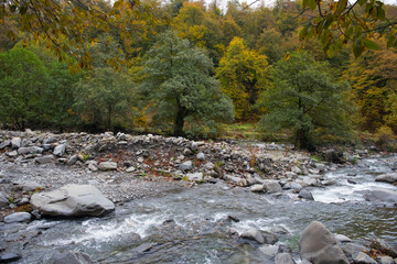 Mountain river on a sunny morning. Beautiful nature in the mountains.