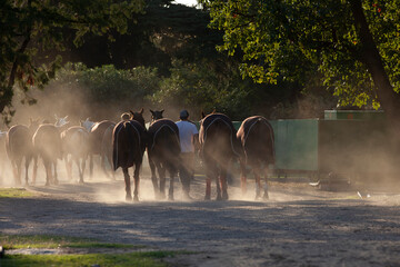 petiseros llevando los caballos por un camino después de haber jugado al polo