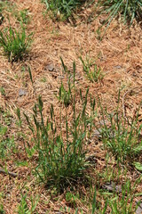 まばらに生えたイネ科の雑草