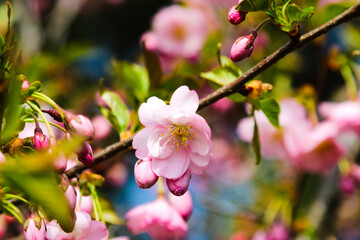 View of the blooming apple and cherry trees in the garden in spring. Nature background, the beginning of life, sunny day.