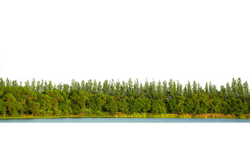 View of a High definition Tree line isolated on a white background.
