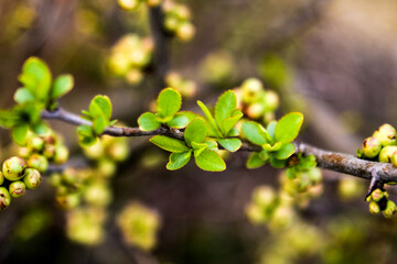 A branch of flowering Japanese quince. Fruit shrub with beautiful red buds.