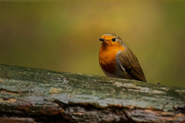 European Robin peeping over a fallen  tree