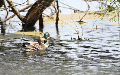 Two Swimming Ducks