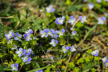 Browallia speciosa flowers in the garden. Nature background