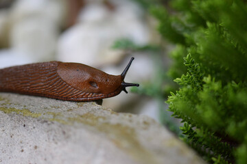Nacktschnecke im Garten voller Energie und so schnell wie sie nur kann, kriecht sie um die Vogeltränke herum nachdem sie ein Bad darin genommen hat.