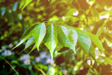 green leaves of a tree, nature background