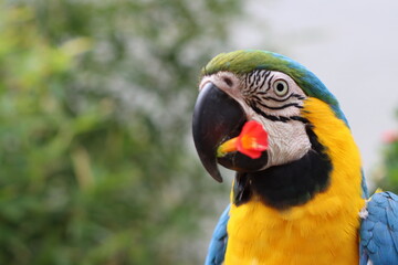 blue and yellow macaw