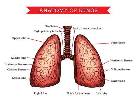 Human lungs anatomy, vector sketch medicine aid scheme of body internal pulmonology organ. Engraved medical visual aid poster of lungs with part names for medical university, hospital or clinic