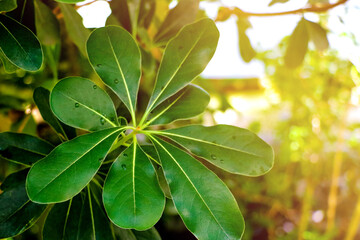 Laurus nobilis laurel tree green leaves on daylight shoot - Laurel background leaves tree.