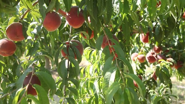Fresh red peaches on tree branch ready for harvesting in garden at summer day. High quality FullHD footage