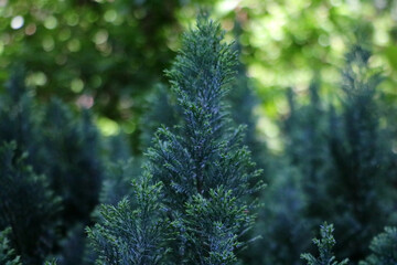 Close up on evergreen coniferous leaves in the garden.