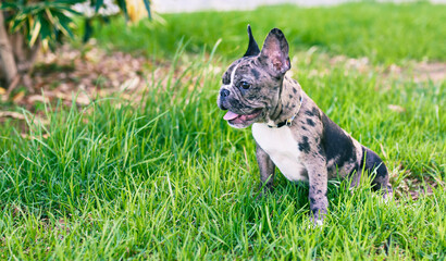 Beautiful puppy spotted french bulldog happy at the park outdoors