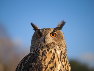Close-up portrait of an owl head against a blue sky