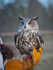 Portrait of an owl sitting on his hand