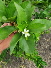 Flor de limón