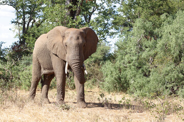 Obraz premium Afrikanischer Elefant / African elephant / Loxodonta africana