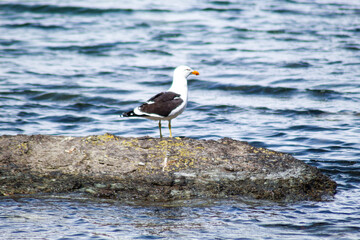 seagull on rock