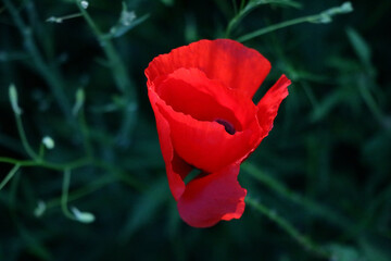 Flower poppy flowering on background poppies flowers. Nature.