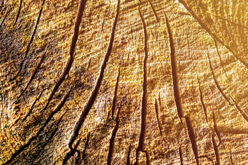 Wood texture of cutted tree trunk, close-up.