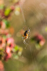 A small yellow spider weaves its web near colorful flowers at sunrise
