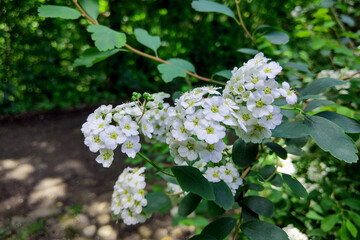 Obraz premium A Guelder rose Viburnum opulus , blooming in a garden.