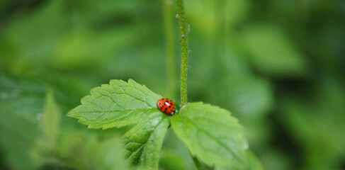 Fototapeta premium Red ladybug on a green leaf.