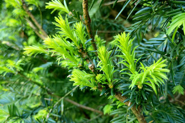 Creeping Juniper growing on the rock with sunlight.
