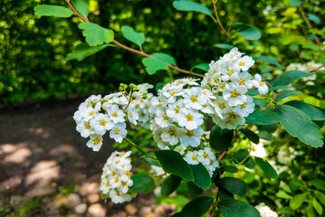 White flowers and green leaf of common lantana plant. Nature